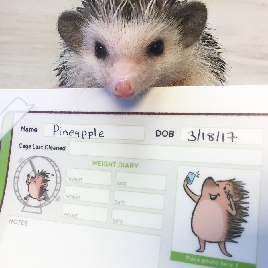 Hedgehog Cage Label Sticker - Pack of Three