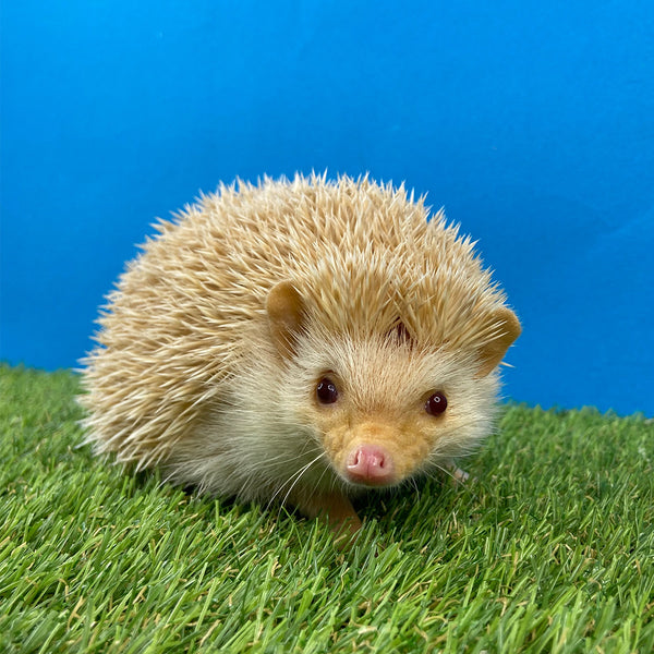 Top 10 Things We Wish Potential Hedgehog Owners Knew