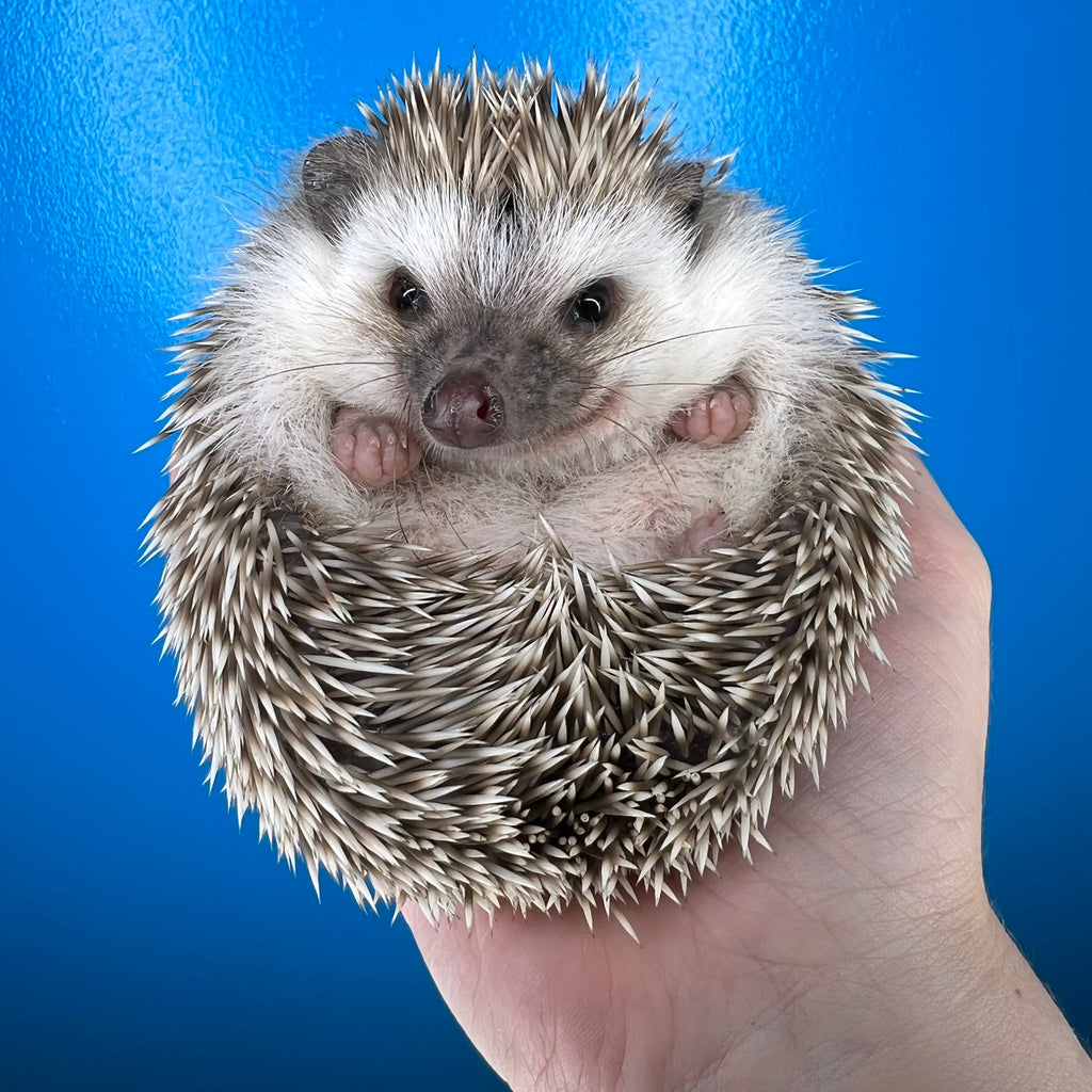 How Can I Tell if my Hedgehog is Losing or Gaining Weight?