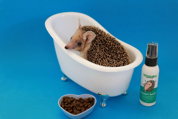 Have a Hedgie Spa Day!