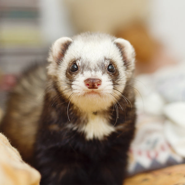 Great for other Pets!