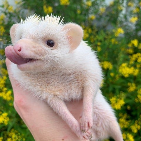 Our Hedgehogs Share Their Favorite Products!