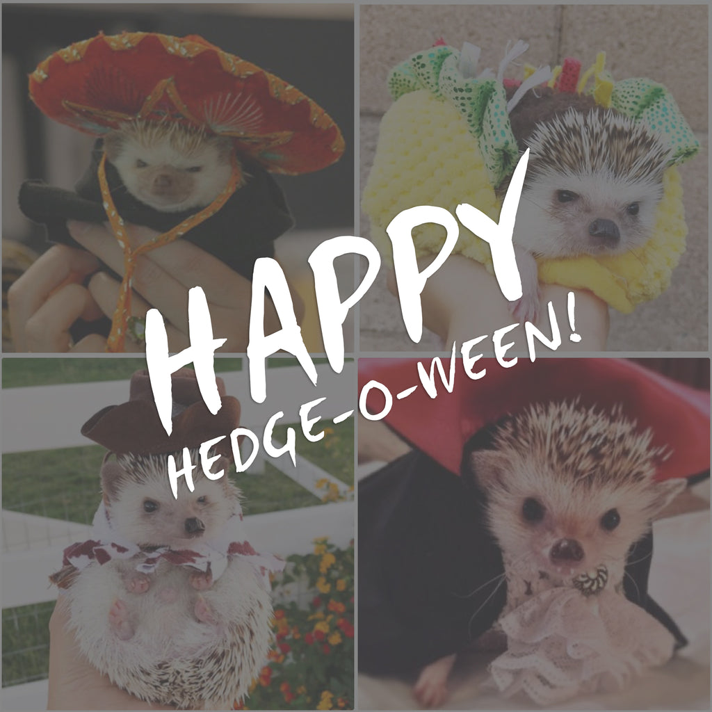 Halloween Hedgies!