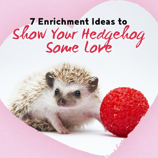 7 Enrichment Ideas to Show Your Hedgehog Some Love