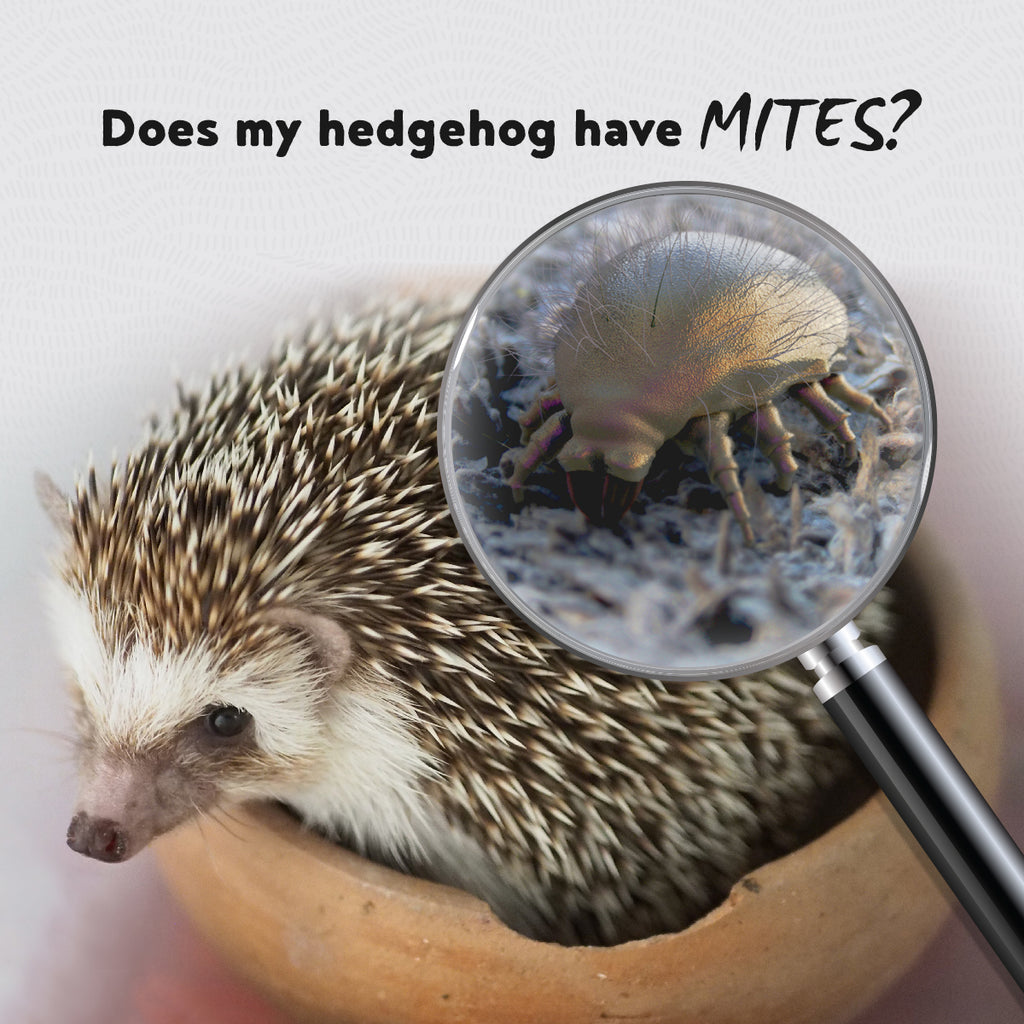 How Do I Know If My Hedgehog Has Dry Skin or Mites?