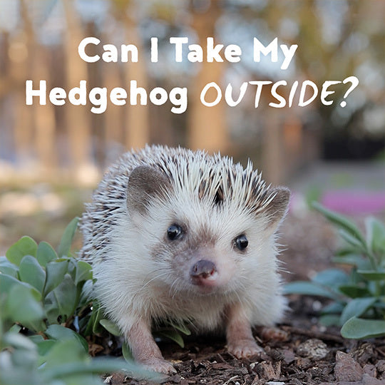 Can I Take My Hedgehog Outside?