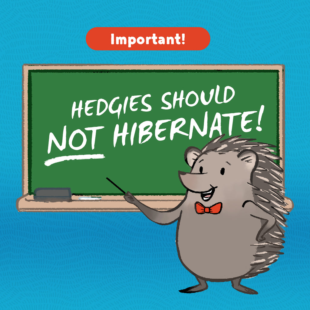 PSA: Hedgies shouldn’t hibernate!