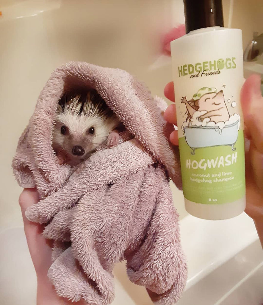 Is it Safe to Bathe a Hedgehog in Winter?