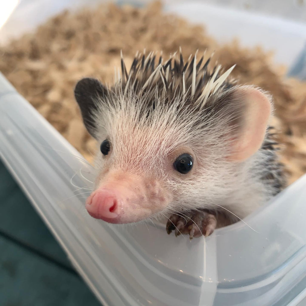 What Kind of Bedding Should I Use for my Hedgehog?