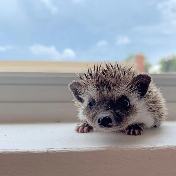 How to Bond with a New or Grumpy Hedgehog