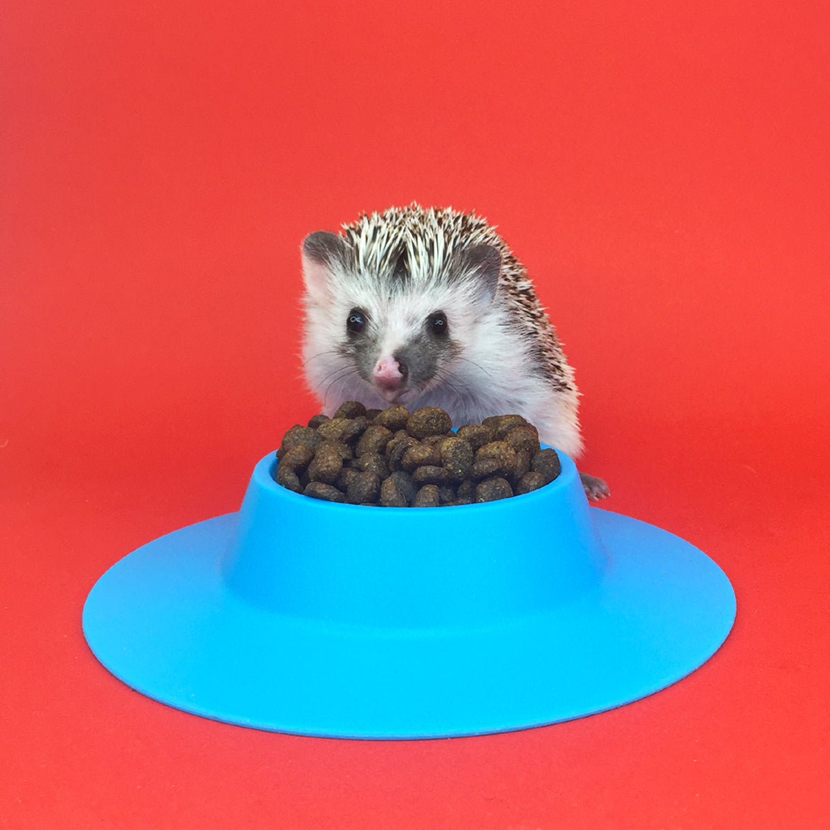 Sample - Really Good Hedgehog Food